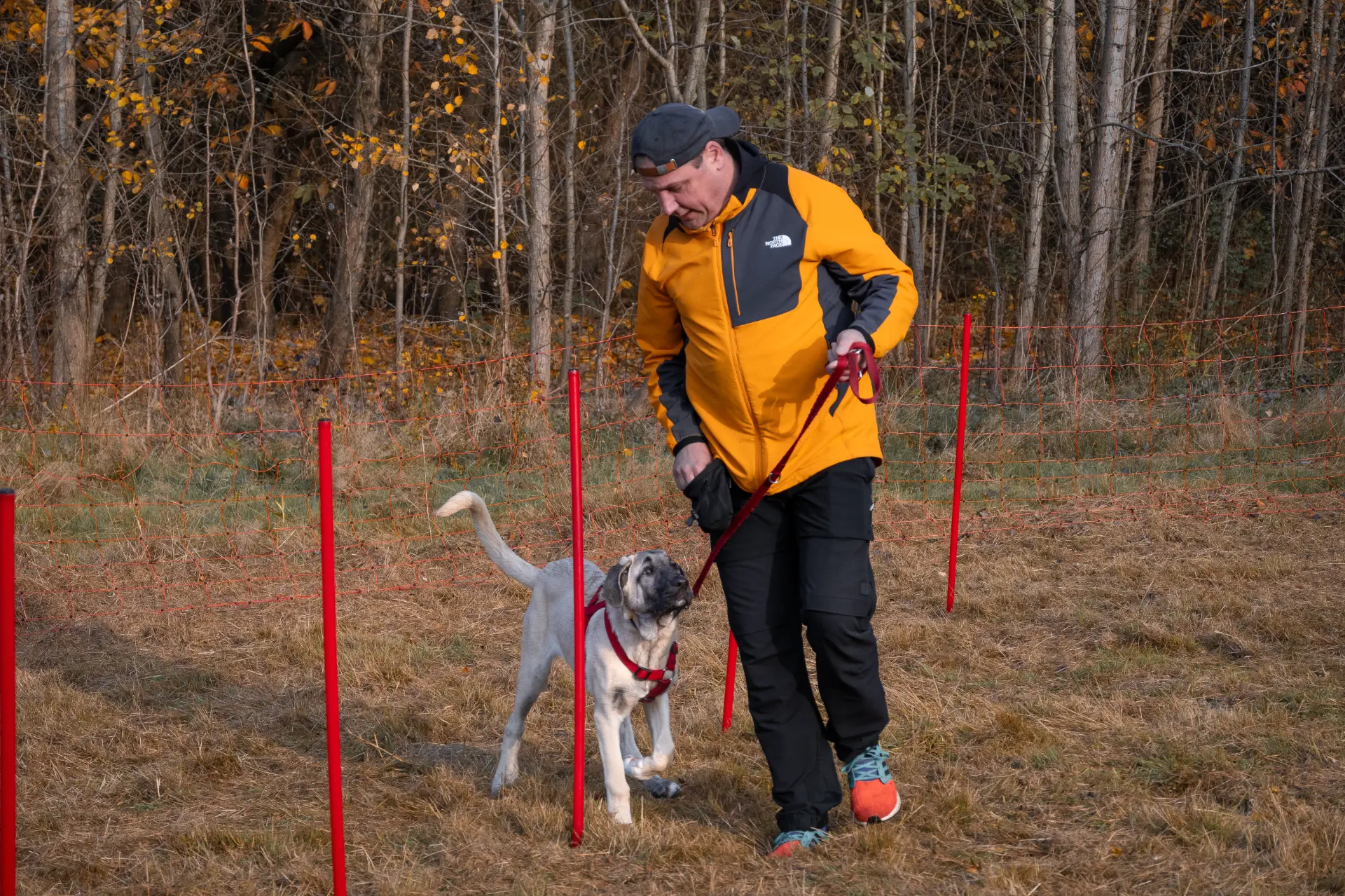 Stefanie Riemer HundeschuleN Dortmund Hund wird Slalom geführt