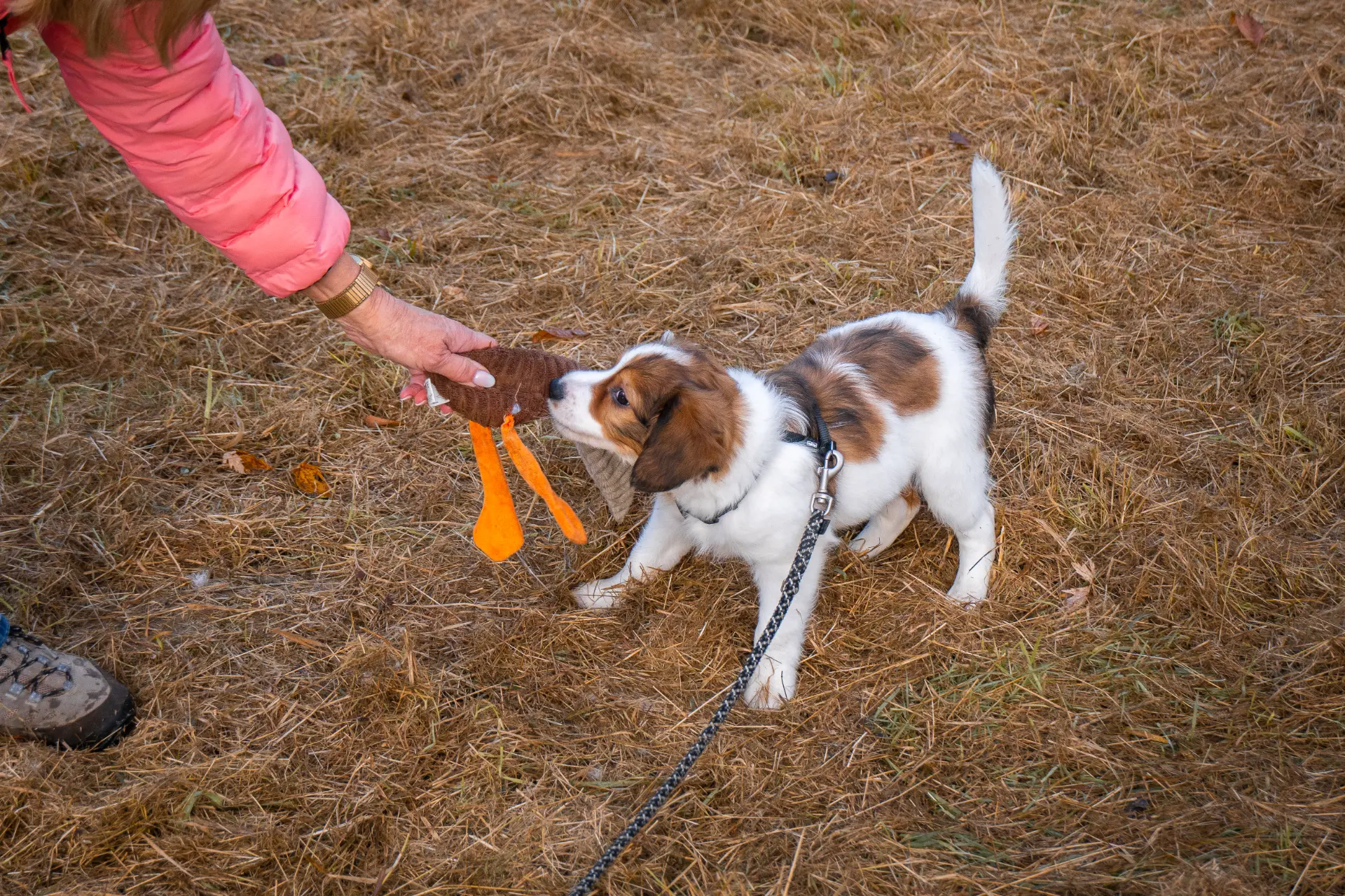 Stefanie Riemer HundeschuleN Dortmund Kooikerhondje mit Spielzeug