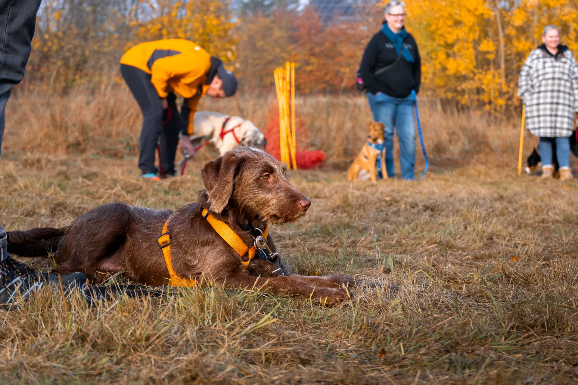 Stefanie Riemer HundeschuleN Dortmund Pudelpointer auf der Hundewiese